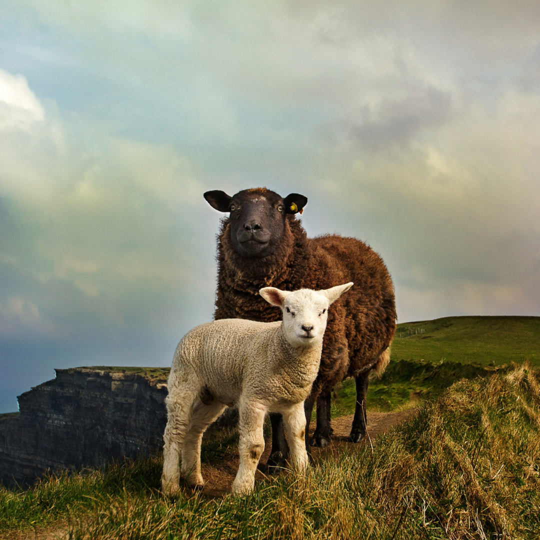 country-image